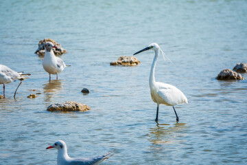 The small white heron or Little egret stands in the lake