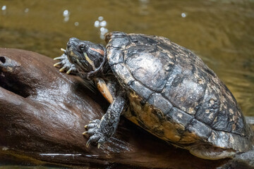 Pseudemys rubriventris, turtle in the nature habitat. Red Northern American red-bellied turtle on the tree trunk in the river.