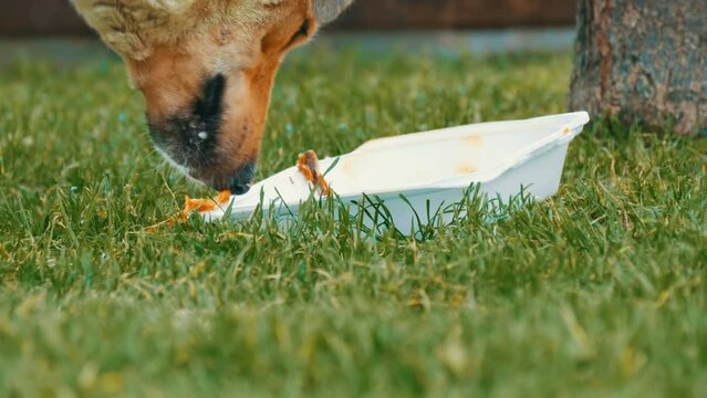 Homeless hungry street dog eating food left by people in box on the street