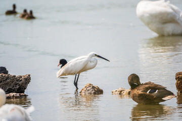 Fototapeta premium The small white heron or Little egret stands in the lake
