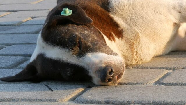 A large stray street dog sleeps on the street and twitches its muzzle, nose and paws in dream close up view