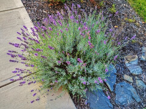 Lavender Bush in Garden