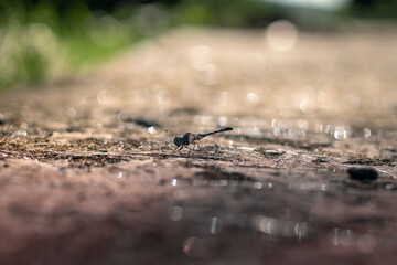 Dragon fly on the ground