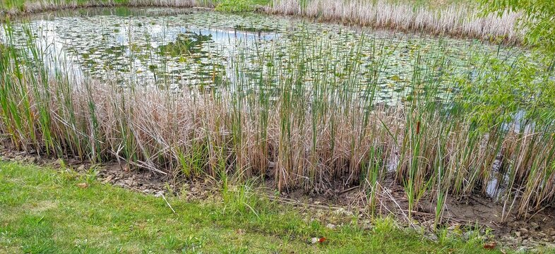Peaceful September Reed Pond