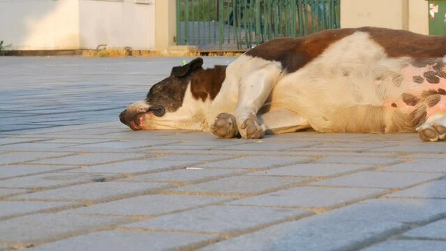 A large stray street dog sleeps on the street and twitches its muzzle, nose and paws in dream