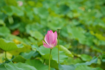 ひっそりと咲き始めたピンクのハス