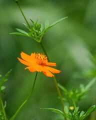 光を浴びて輝く満開のキバナコスモス