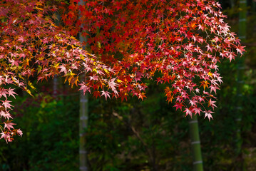 red maple leaves in forest in Kyoto, Japan in Autumn season