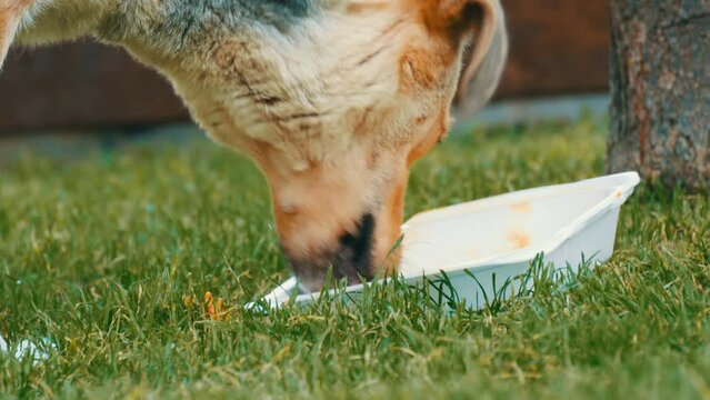 Homeless hungry street dog eating food left by people in box on the street