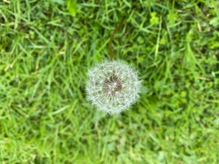 Single Dandelion flower ready to blossom.