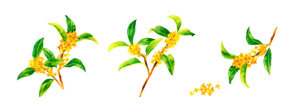 手書きイラスト Images Browse 1 164 Stock Photos Vectors And Video Adobe Stock