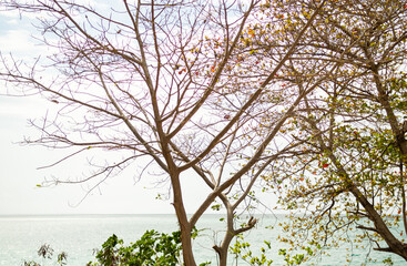 Branches Tree on blue Sea and blue Sky Background,Mockup Nature Forest Tropical Island Backdrop,Plant Green Tree at Coast with Water,Autumn Season Park,Environment and Summer Holidays Concept.