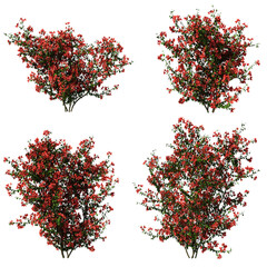 3d rendering of Bougainvillea isolated