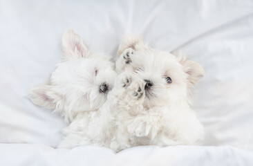 Funny white Lapdog puppies sleep  together under warm blanket on a bed at home. Top down view