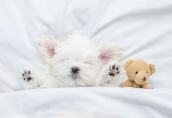 Funny white Lapdog puppy sleeps with toy bear under warm blanket on a bed at home. Top down view