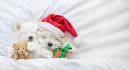 Two cute Lapdog puppies wearing red santa hat lying together with gift box and toy bear under white...