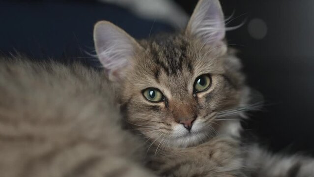 Cute Cat Pet Sitting and Looking at the Camera Lens Closeup