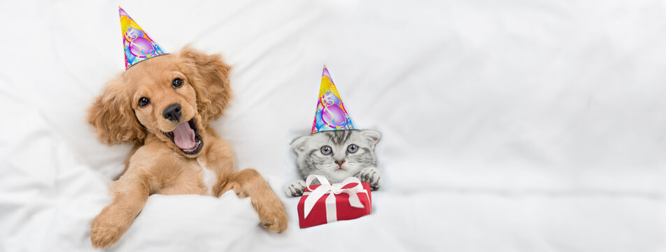 Funny yawning English Cocker spaniel puppy and kitten wearing birthday caps lying together under white warm blanket on a bed at home. Kitten holds gift box. Top down view. Empty space for text