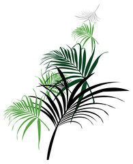 palm tree isolated on white