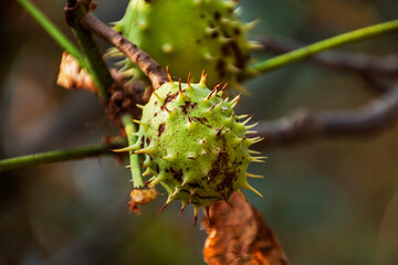 Prickly brown - green chestnut hanging on a tree