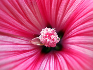 Heart of a beautiful red flower in macro