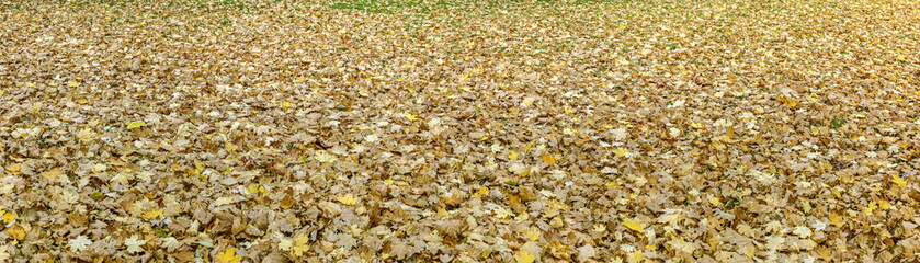 fallen yellow and orange maple foliage on park ground. panoramic autumn background.