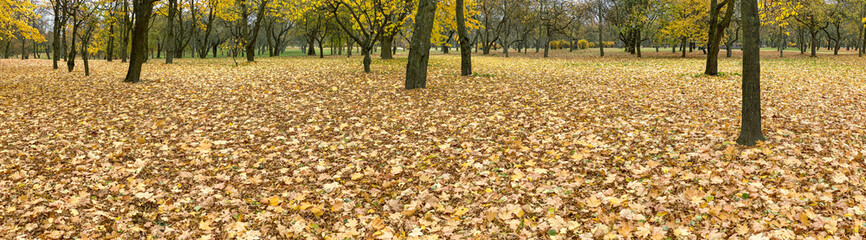 autumn park scenery with fallen dry leaves on the ground. panoramic landscape.