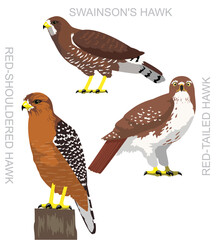 Cute Bird Falconry Red-Tailed Hawk Set Cartoon Vector