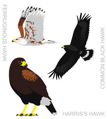 Cute Bird Falconry Harris's Hawk Set Cartoon Vector