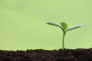 発芽したばかりの新芽 生命成長のイメージ3