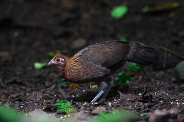 Red Junglefowl or Gallus gallus spadiceus, beautiful chicken was scratching for food on the ground in forest, Phetchaburi-Thailand.	