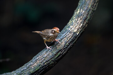 Forehead to occiput, dark red brown White or brown eyebrows, face body. The underside is white with large stripes, greenish brown. Body above, greenish.