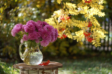 Bouquet of pink china asters in a glass glass jug by the yellow branch of rowan berry in autumn garden