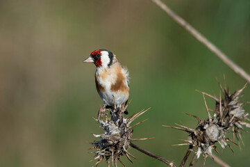 goldfinch perched on dry flower