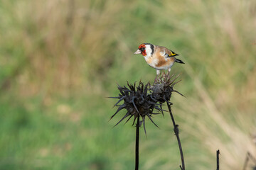 goldfinch perched on dry flower