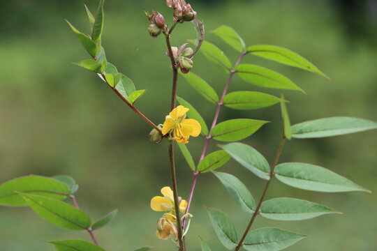 Cambodia. Senna occidentalis is a pantropical plant species, native to the Americas. The species was formerly placed in the genus Cassia.