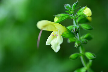 キバナアキギリ