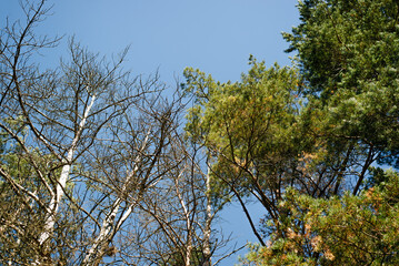 Green coniferous trees and withered dead trees outdoors