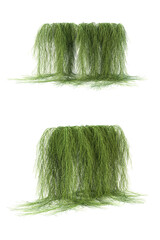 3d rendering of  Casuarina Glauca hanging isolated
