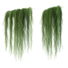 3d rendering of  Casuarina Glauca hanging isolated