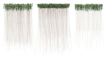 3d rendering of Curtain Ivy isolated