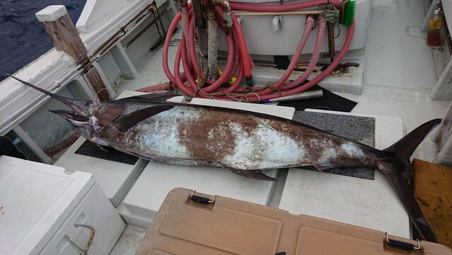 バショウカジキ の画像 140 件の Stock 写真 ベクターおよびビデオ Adobe Stock