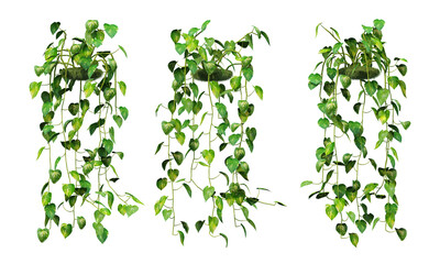 3d rendering of  Epipremnum aureum hanging isolated