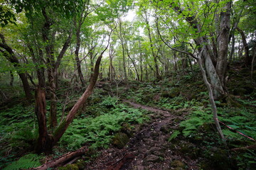 Fototapeta na wymiar dense fern and path in autumn forest 