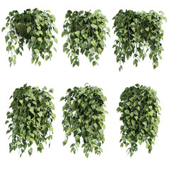 Fototapeta premium 3d rendering of Epipremnum aureum hanging isolated