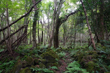 Fototapeta na wymiar mossy rocks and old trees in wild forest