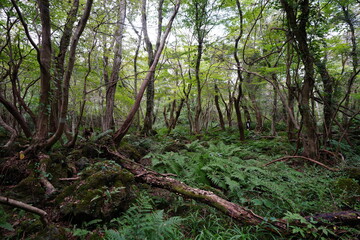 mossy rocks and old trees in wild forest