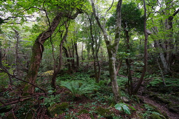 mossy rocks and old trees in wild forest