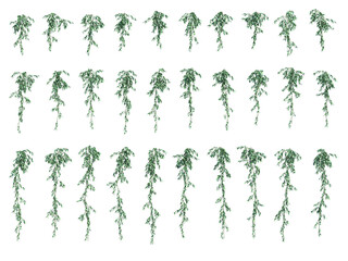 3d rendering of hanging plant isolated