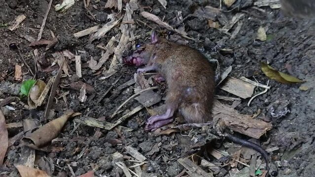 A rat is dying on the ground after being attacked by a venomous snake. mice after being hit. hd videos. dead rat caught in poison trap.